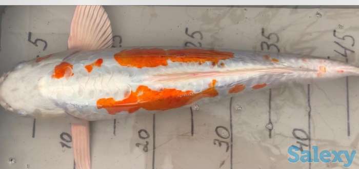 Карп Коя -малёк из собственного питомника, фотография 3