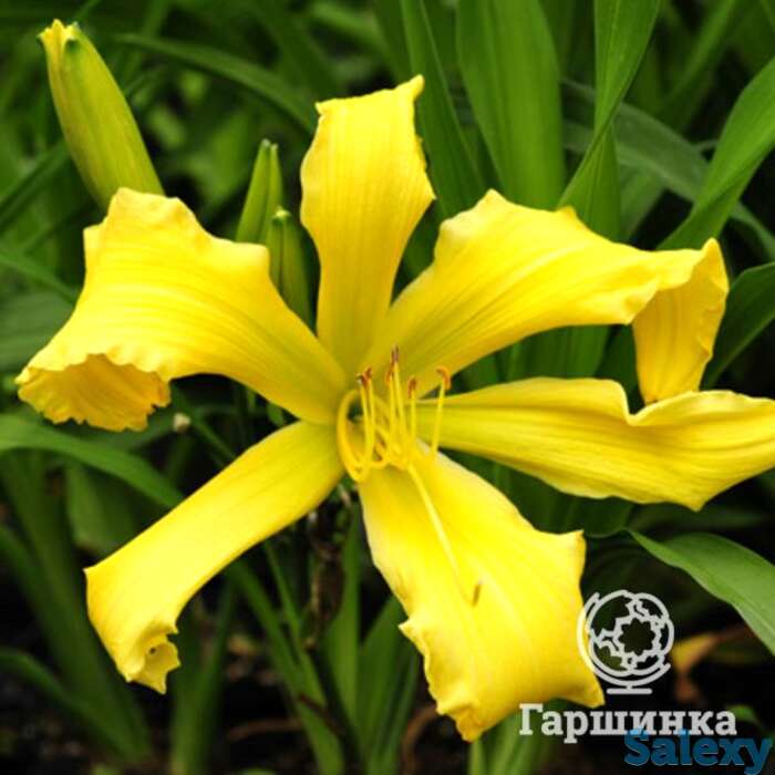 Лилейник бен бахман, фотография 1