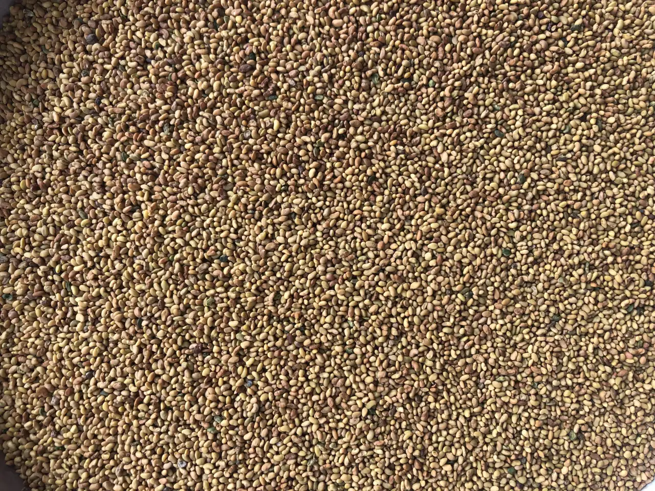 Продаю Семена Люцерны Меркенский район, фотография 6