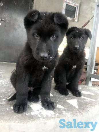 Продам щенков овчарки. 2.5 месяцев, фотография 1
