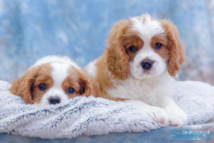Питомник кавалер кинг чарльз спаниелей 