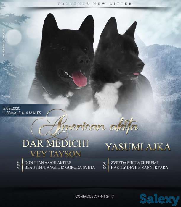 Щенки американской акиты, фотография 1