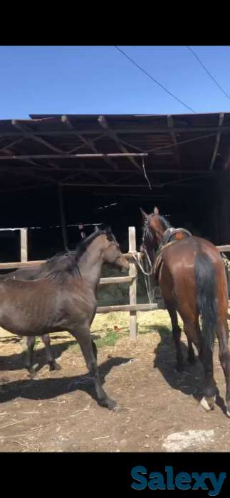 Ипподром КОКБАСТАУ, фотография 6