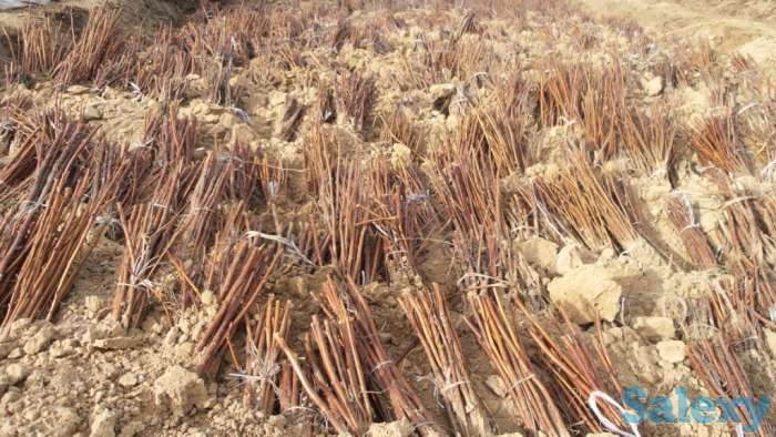 Питомник саженцев в Алматы., фотография 1