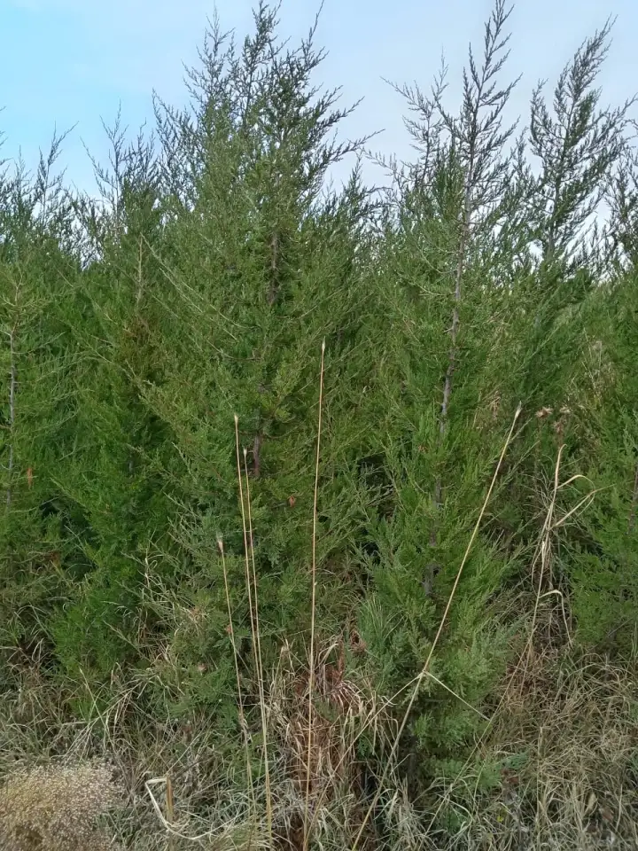 Саженцы Туя Можевельник Карагач., фотография 2