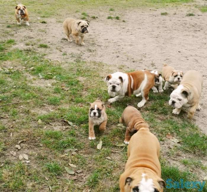 Красотка, фотография 3