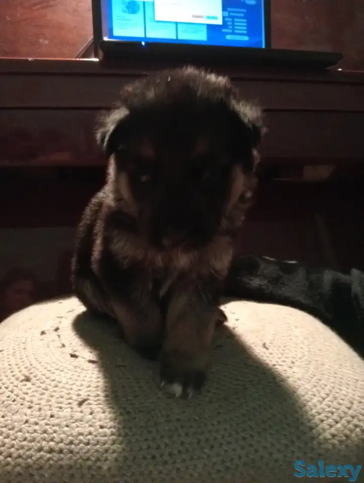 Щенки немецкой овчарки, фотография 2