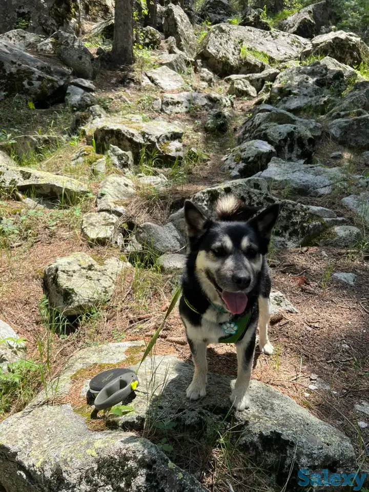 Пристраивается собака, фотография 4