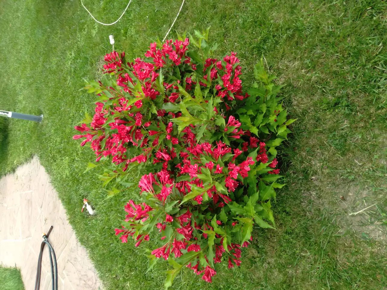 Садовые деревья цветущие и ягодные кустарники цветы многолетки, фотография 5