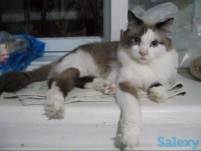 Кличка кота Маркиз порода Рэгдолл, фотография 6