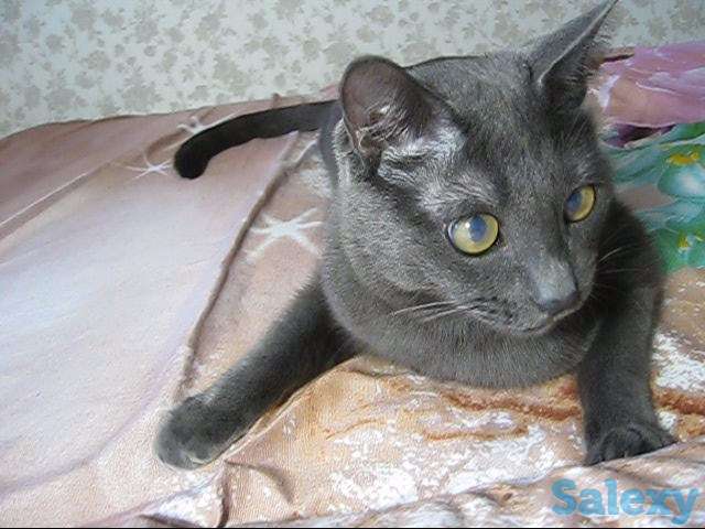 Найди настоящего преданного друга, фотография 7