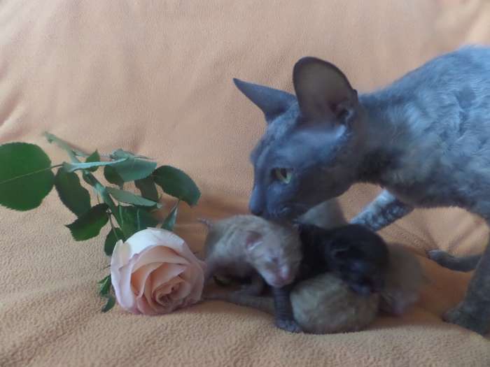 котята породы корниш рекс., фотография 1