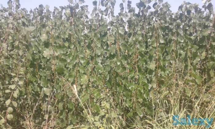 Саженцы тополь обыкновенный, фотография 2