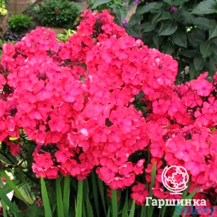 Флокс метельчатый Старфайр, фотография 1