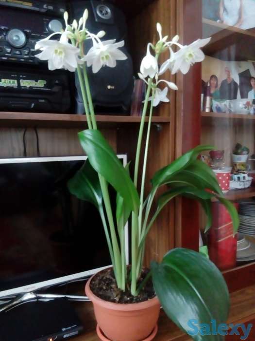 Продаю дом в г,Самара, Самарская обл, Красноярский р-н ПГТ Новосемейкино, фотография 2