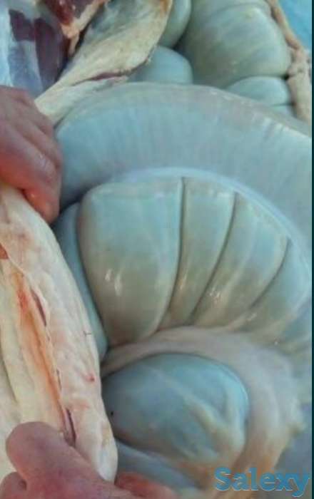 Продаётся мясо конина из Тараза, фотография 2