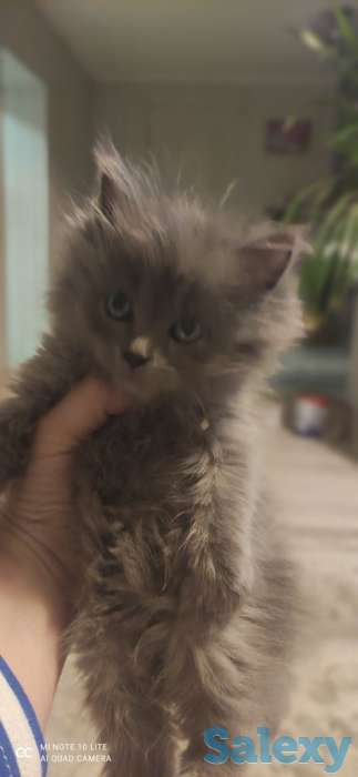 Котята, фотография 7