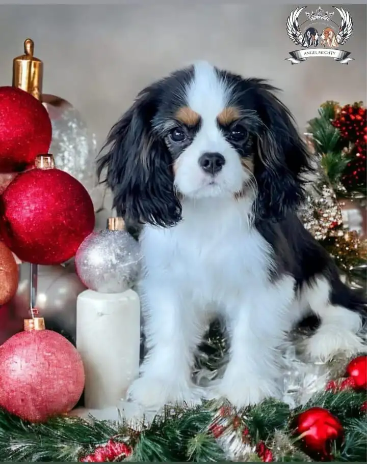 Профессиональный питомник ANGEL MECHTY., фотография 2