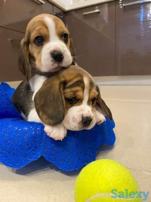 Бигль, фотография 1