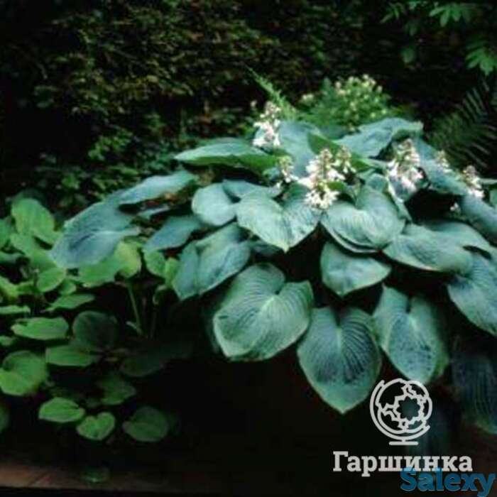 Хоста Зибольда (M), фотография 1