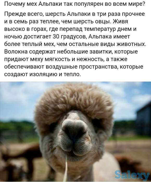 Все из шерсти Альпака, фотография 1