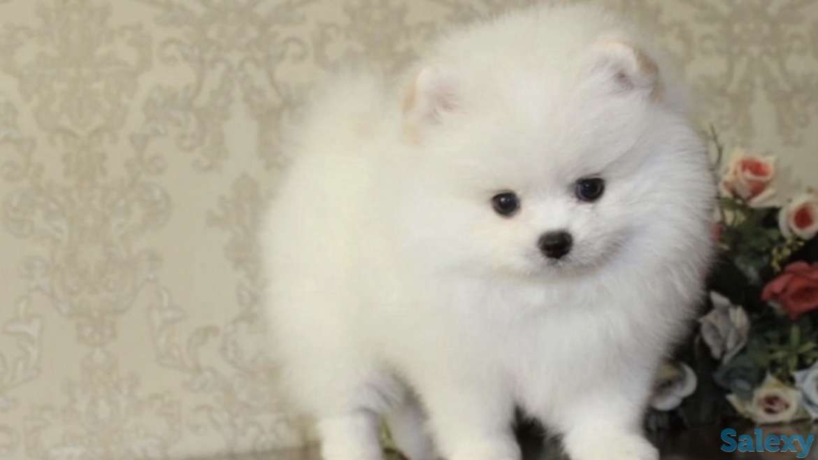 В продаже щенки померашки, фотография 6