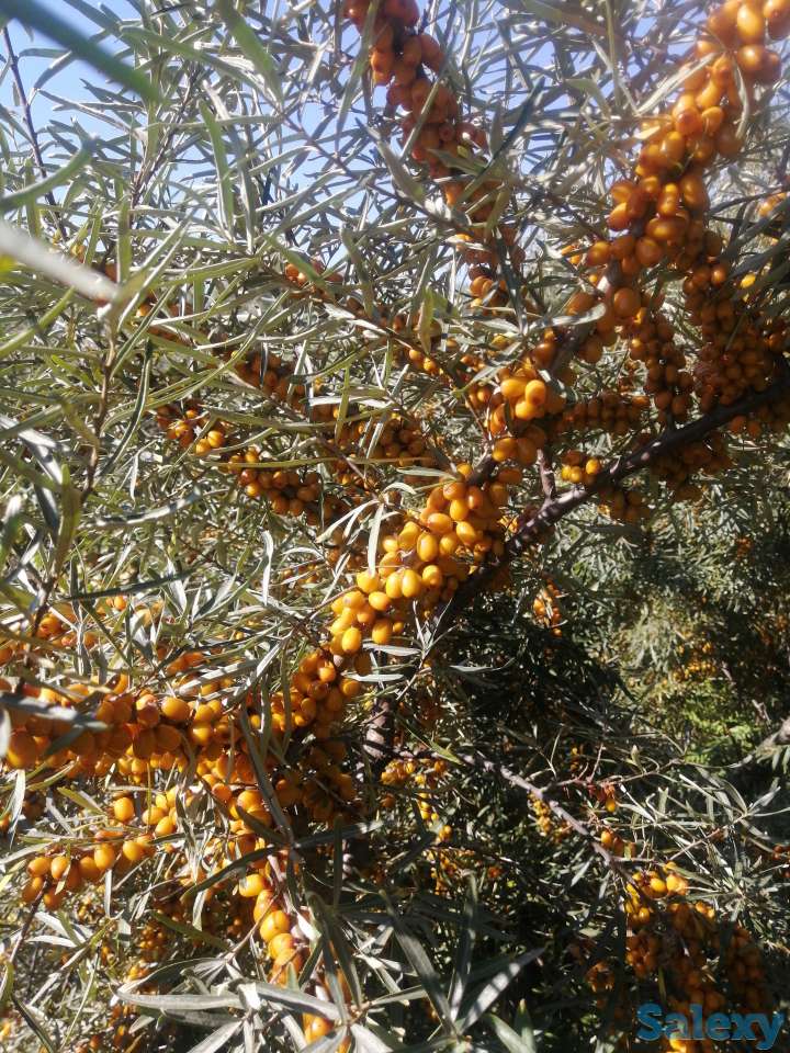 Облепиха местная, фотография 1