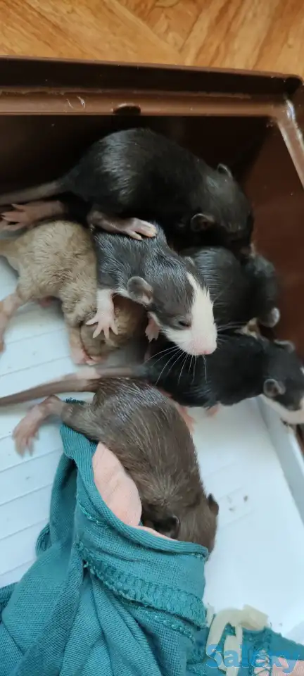 Отдам даром крысят, домашние , приучены к рукам , возраст 3 недели , есть и бежевые и белые и черные и двухцветные, фотография 1