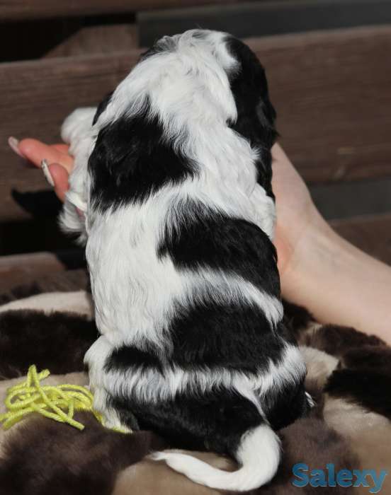 Американский кокер спаниель, фотография 3