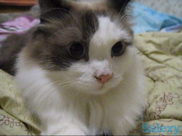 Кот породы Рэгдоллы, фотография 5