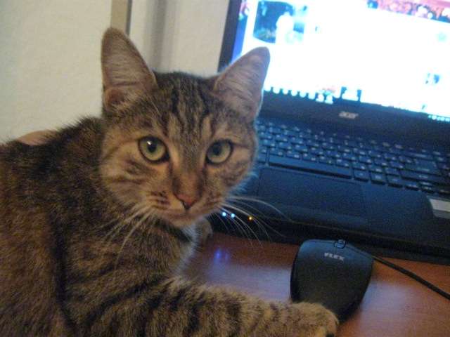 отдам в хорошие руки кошечку 8 месяцев., фотография 1