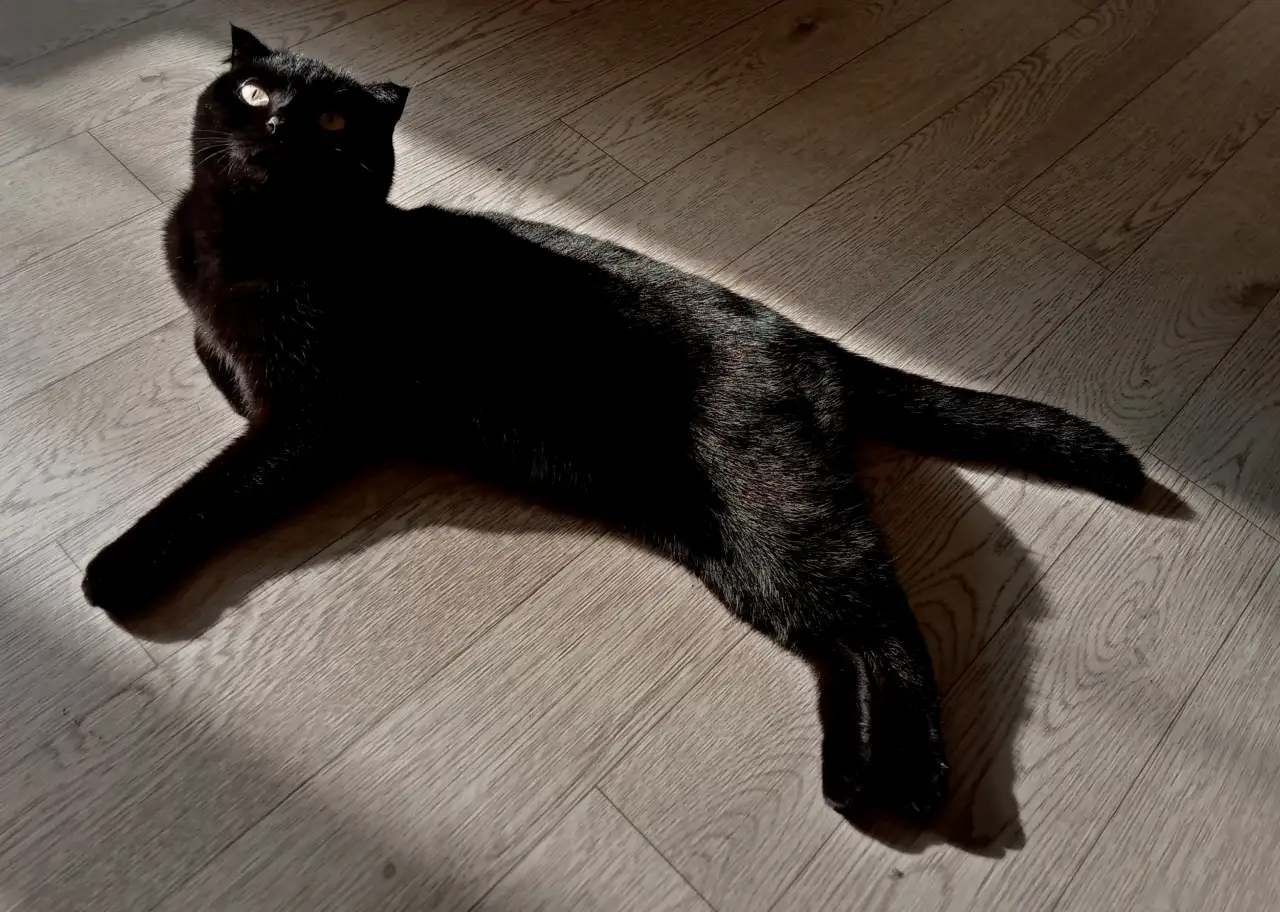 Отдадим шотландскую вислоухою кошку бесплатно, фотография 2