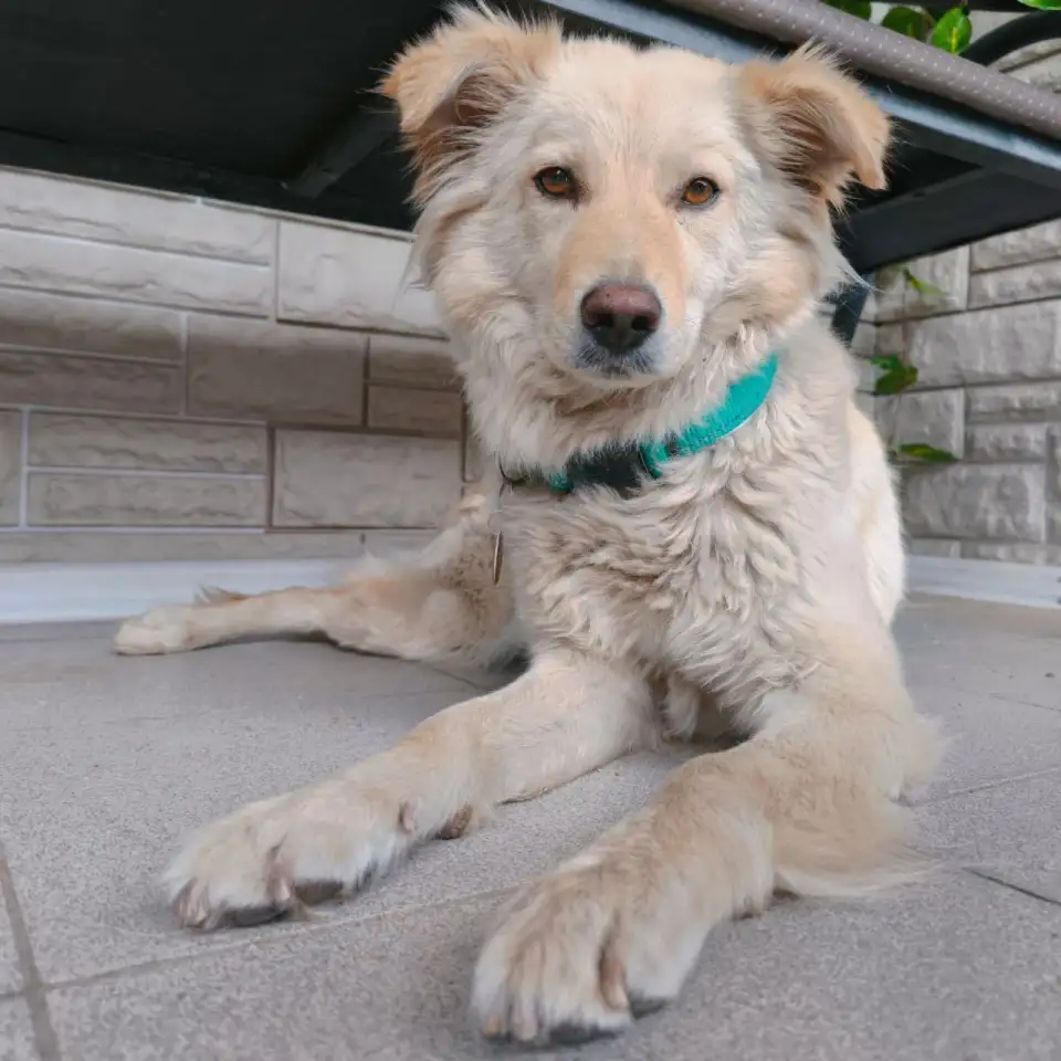 Щенки метисы от кинолога, фотография 9