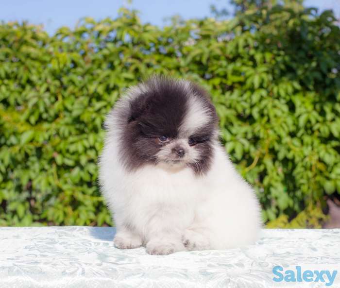 Померанский шпиц белого, патиколорного, мерле окрасов, фотография 4