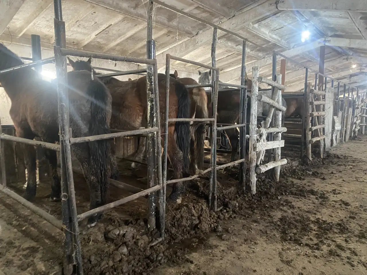 лошади согым, фотография 1