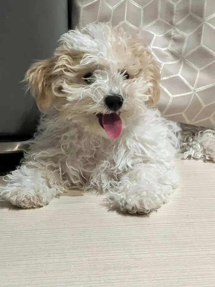 Щенки Бишон фризе, фотография 1