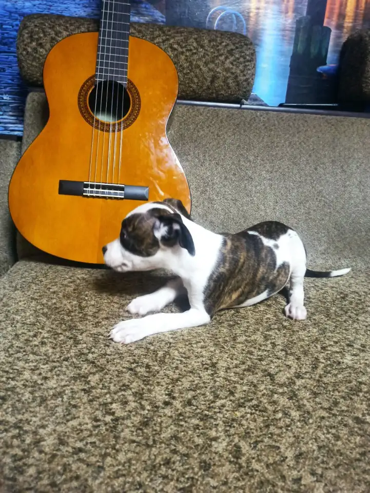 Продажа Американский Стаффордширский терьер, фотография 5