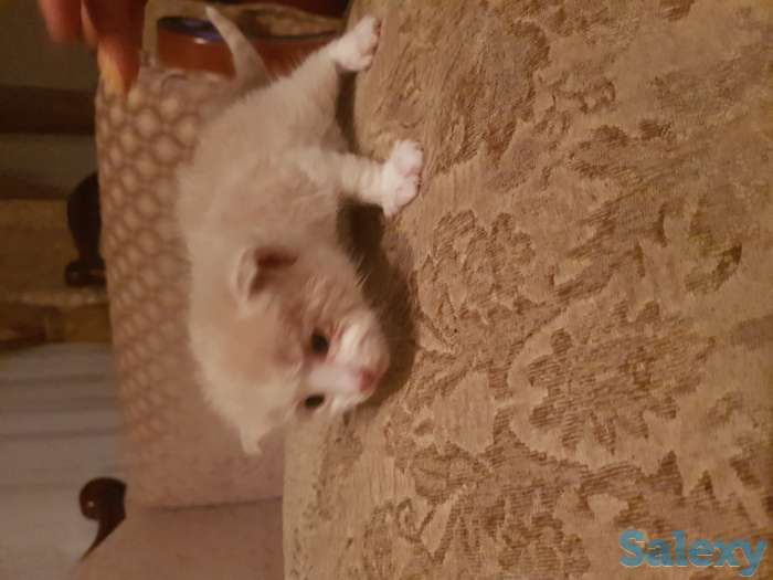 Отдам котят, фотография 2