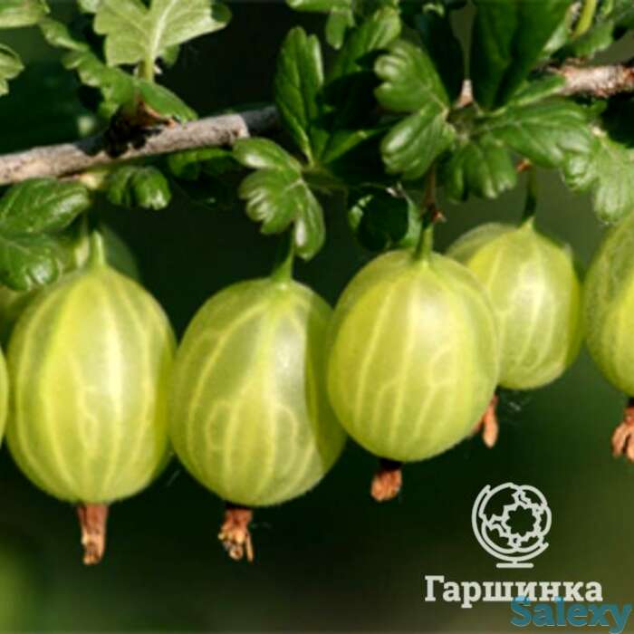 Крыжовник Родник, фотография 1