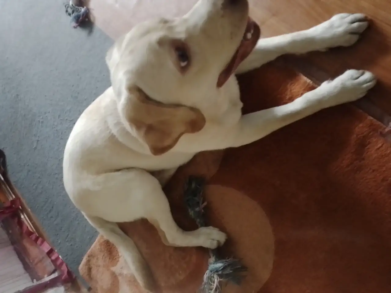 Лабрадор ретривер, фотография 5