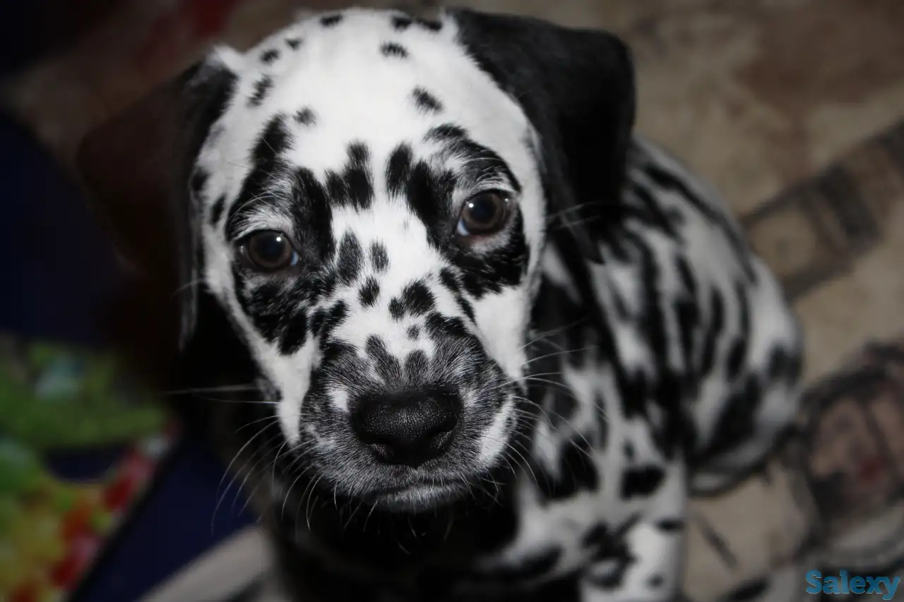 Далматин Далматинец щенки далматинов Далматины Алматы, фотография 4