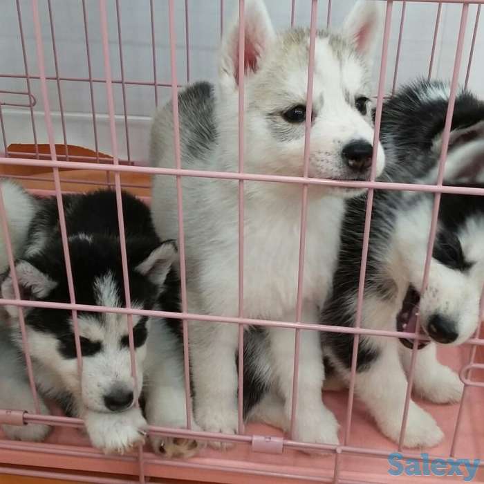 Продаются щенки, фотография 1