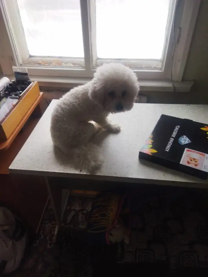 Ищем подружку своему любимчику, фотография 2