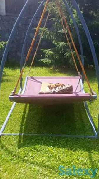 Продаются щенята Джек рассел терьер, фотография 1