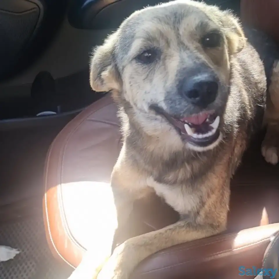 Чита ищет дом. Доставлю!, фотография 1