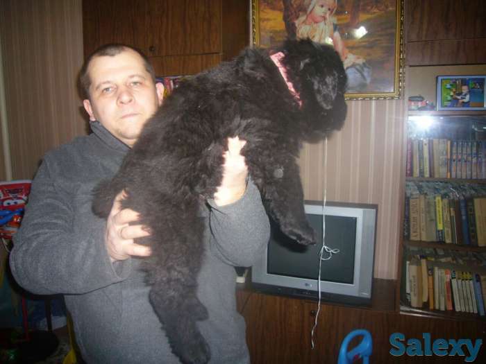 Щенки Черного Русского Терьера, фотография 3