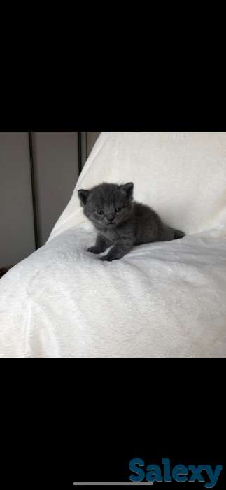 продам британских котят, фотография 3