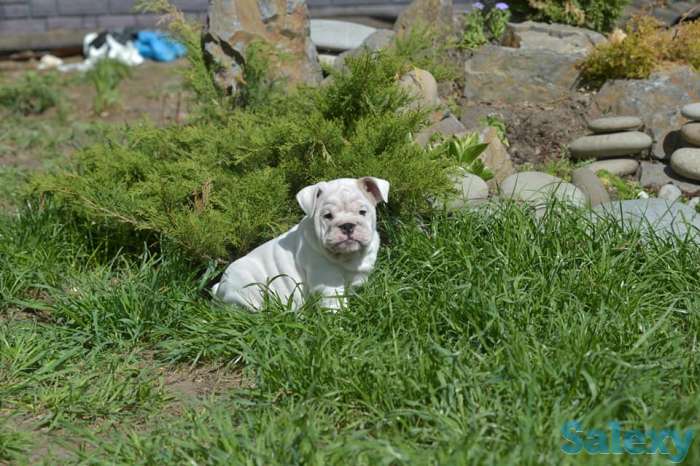 Английский бульдог, фотография 1