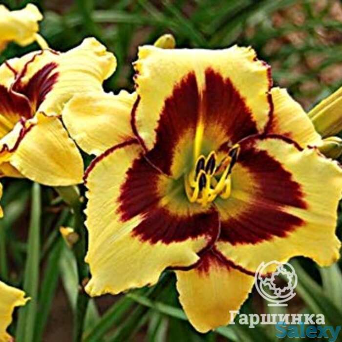 Лилейник Эль Десперадо, фотография 1