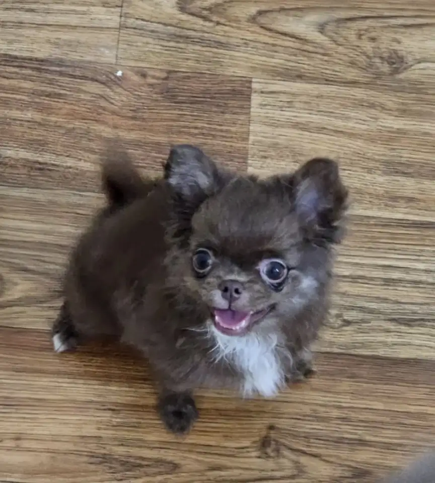 Щенок чихуахуа Длиношерстная, фотография 2